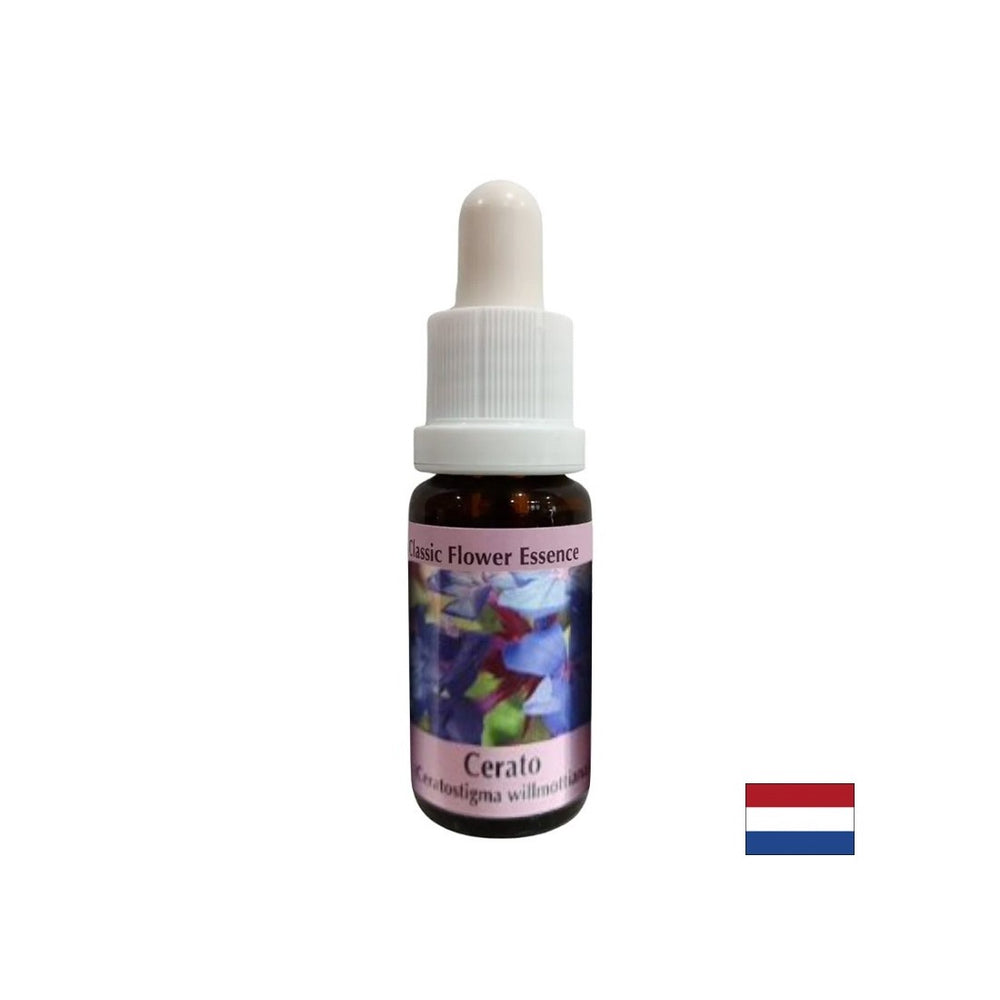 Stimule l'intuition et la prise de décision - Essence Ceratosigma (cire) n ° 5, baisse 15 ml