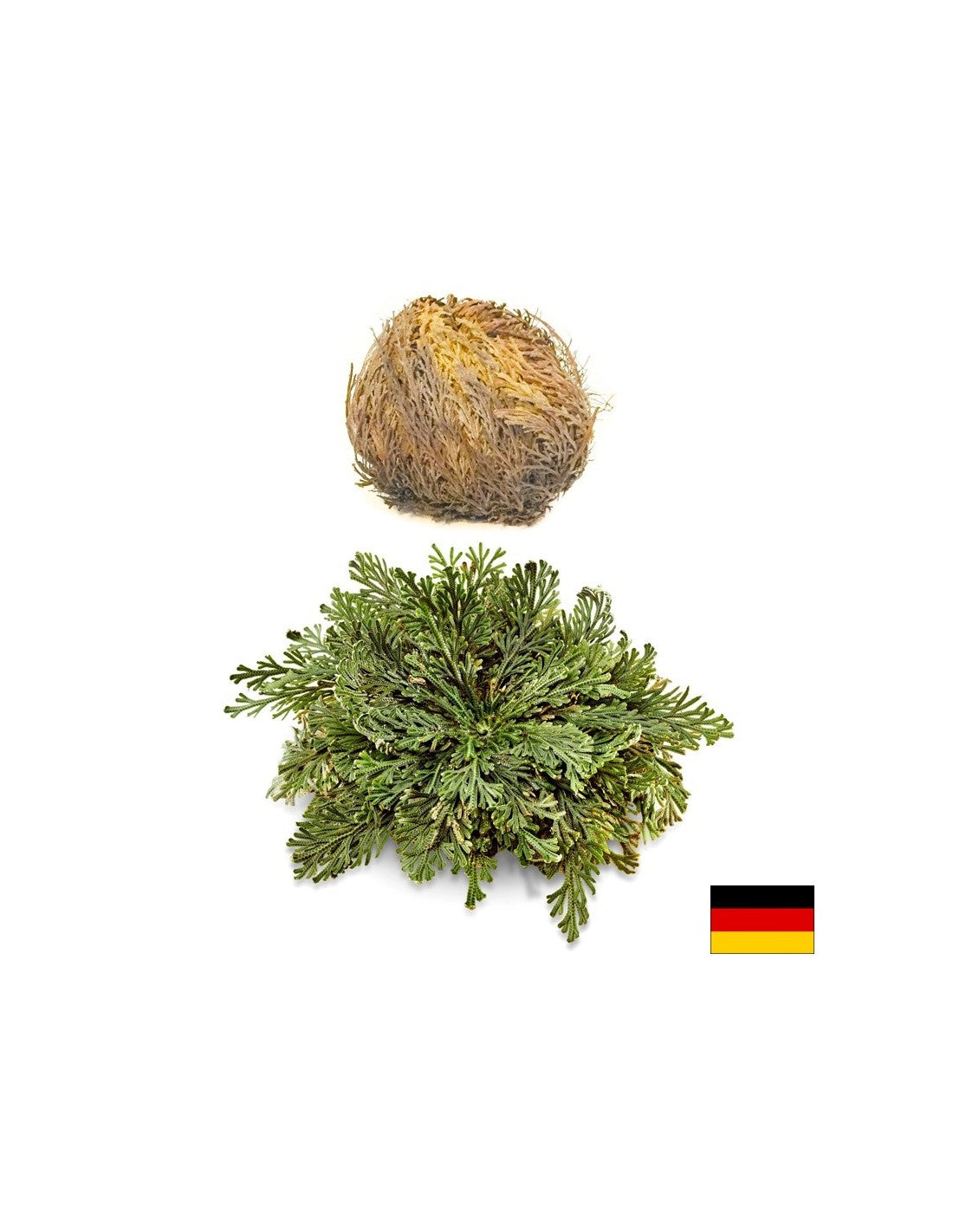 Rose de Jéricho, 1 pc x 100 g