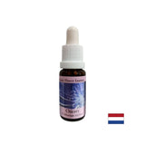 Pour se concentrer sur vous-même - Chicoory Essence No. 8, laisse tomber 15 ml