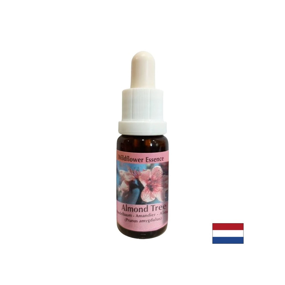 Rajeunit le corps et stimule une alimentation saine - l'essence des amandes n ° 31, laisse tomber 15 ml