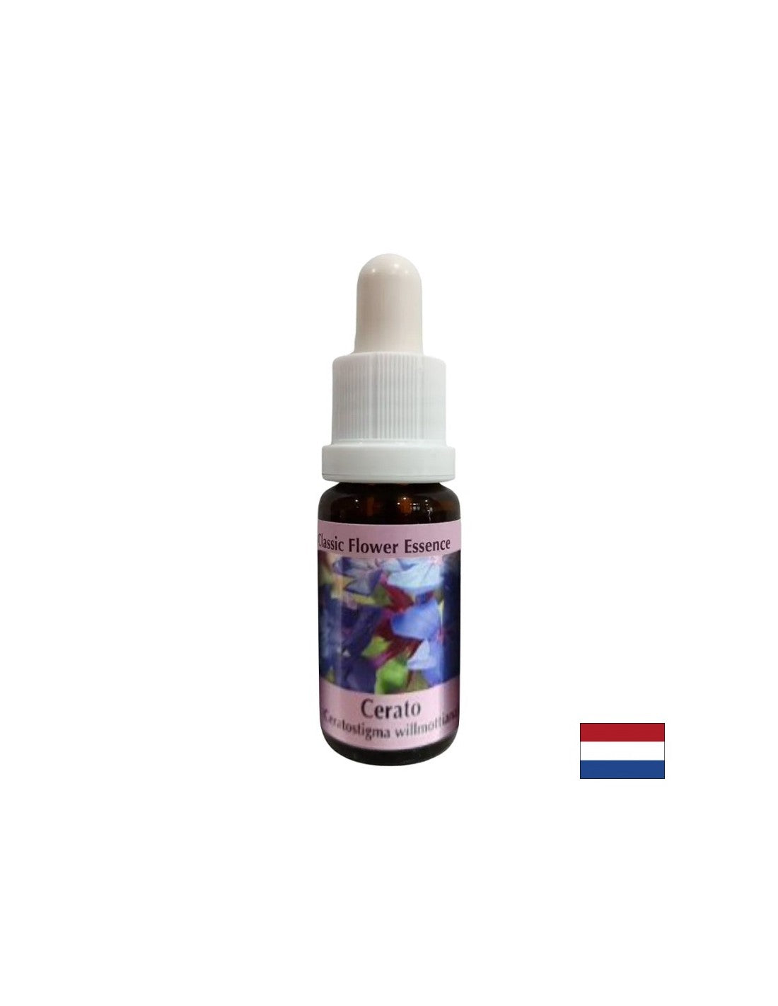 Stimule l'intuition et la prise de décision - Essence Ceratosigma (cire) n ° 5, baisse 15 ml