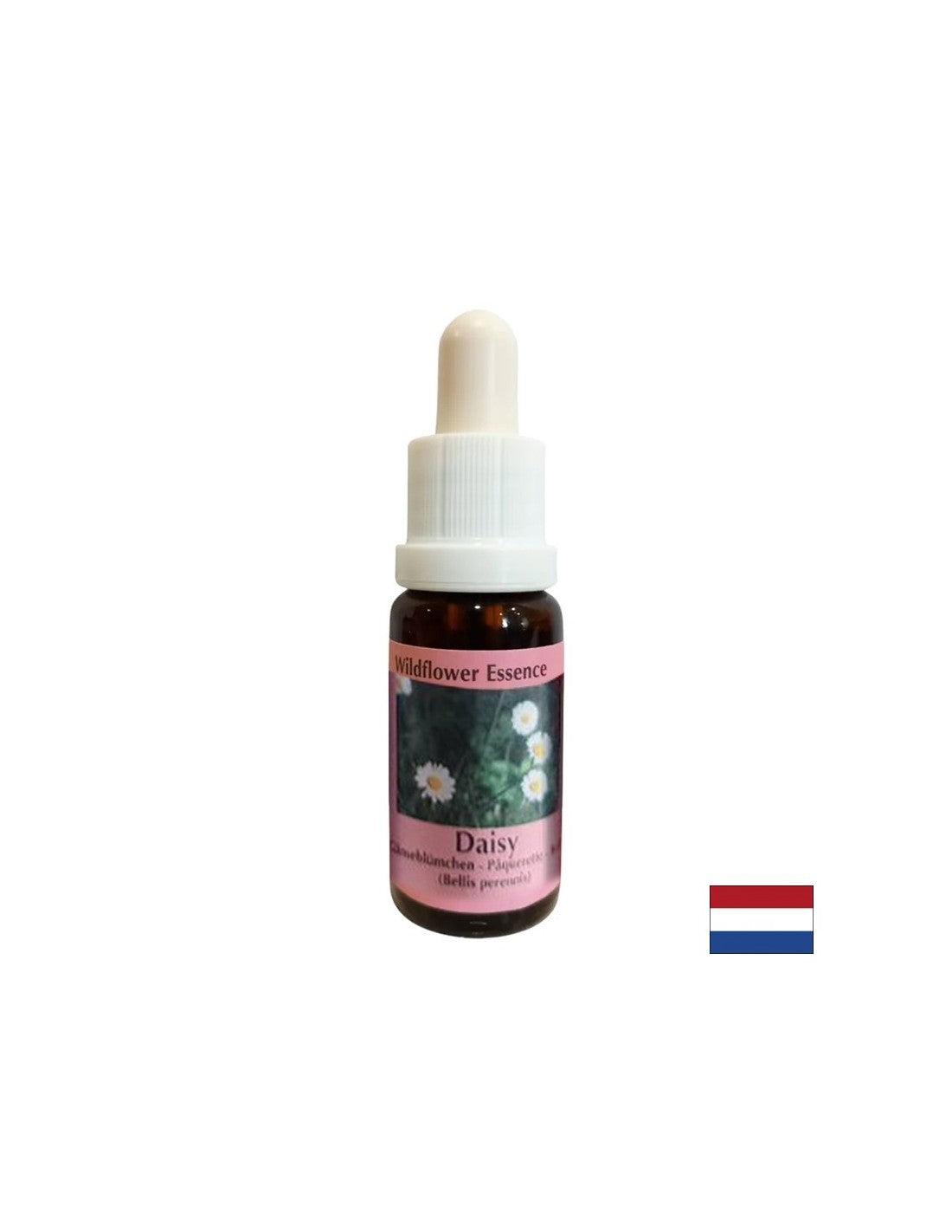 Augmente la mémoire et la capacité d'apprentissage - l'essence de marguerite commune n ° 26, baisse 15 ml