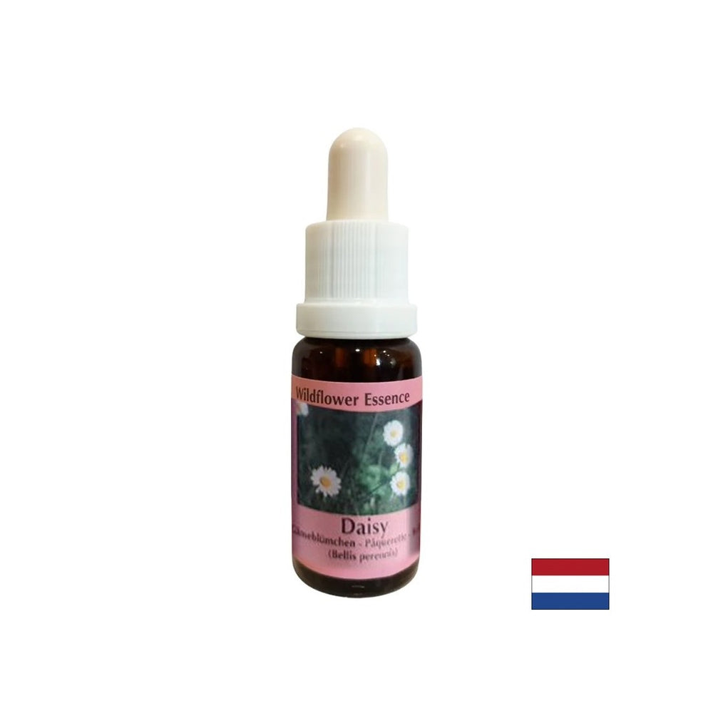 Augmente la mémoire et la capacité d'apprentissage - l'essence de marguerite commune n ° 26, baisse 15 ml